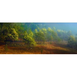 Wollombi Wattle
