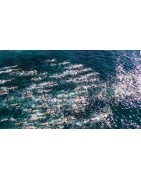 Seascapes